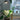 Vita™ Grow Light Woodland Pulse Modern Planters Unique planters Modern Vases Unique Vases Modern Planter Unique planter