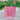 pink ribbed planter.