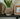 How to Decorate a Living Room with Plants - Woodland Pulse